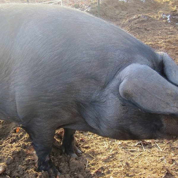 coryryanFeature_adaptation