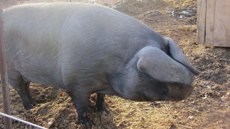 coryryanFeature_adaptation