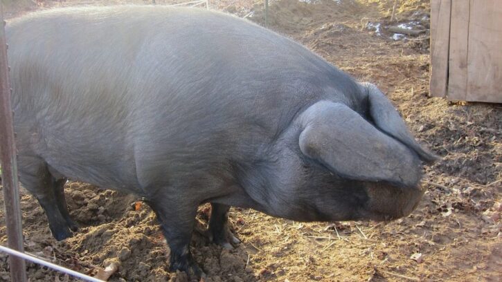 coryryanFeature_adaptation