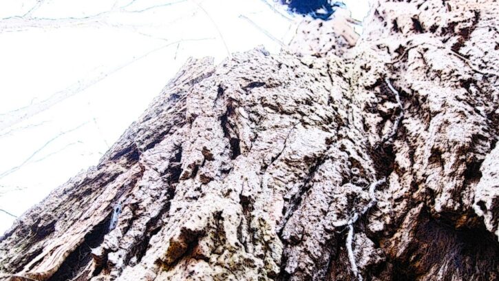 coryryanFeature_vignette