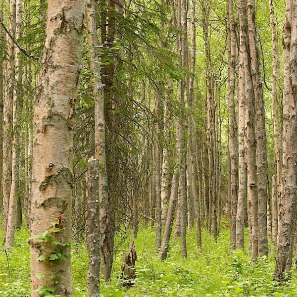 coryryanFeature_Chugach