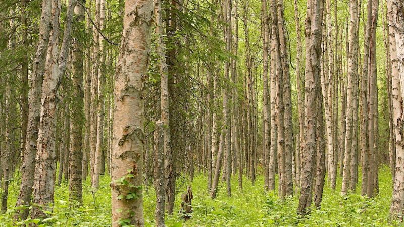 coryryanFeature_Chugach