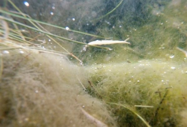 CoryRyanFeatured_aquaticlife_boat_dock