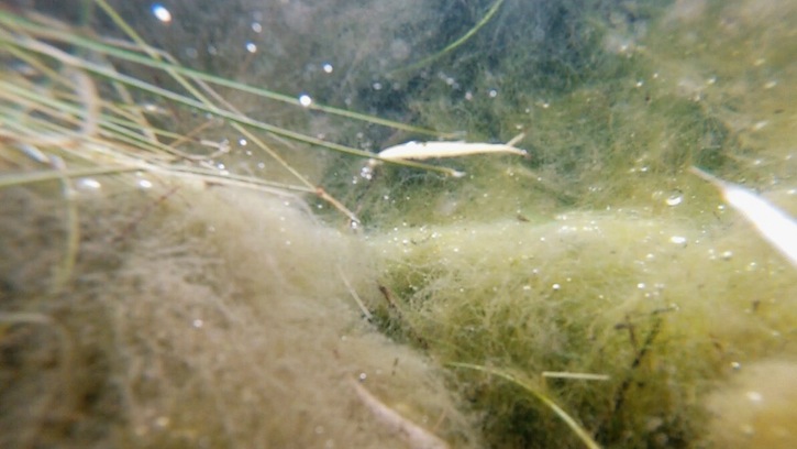 CoryRyanFeatured_aquaticlife_boat_dock