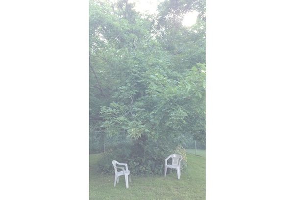 coryryanFeatured_tk_tree